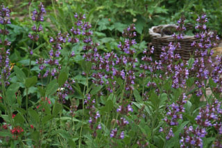 Salvia officinalisEchte salie bestellen